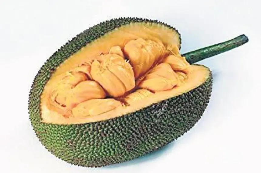 JACKFRUIT